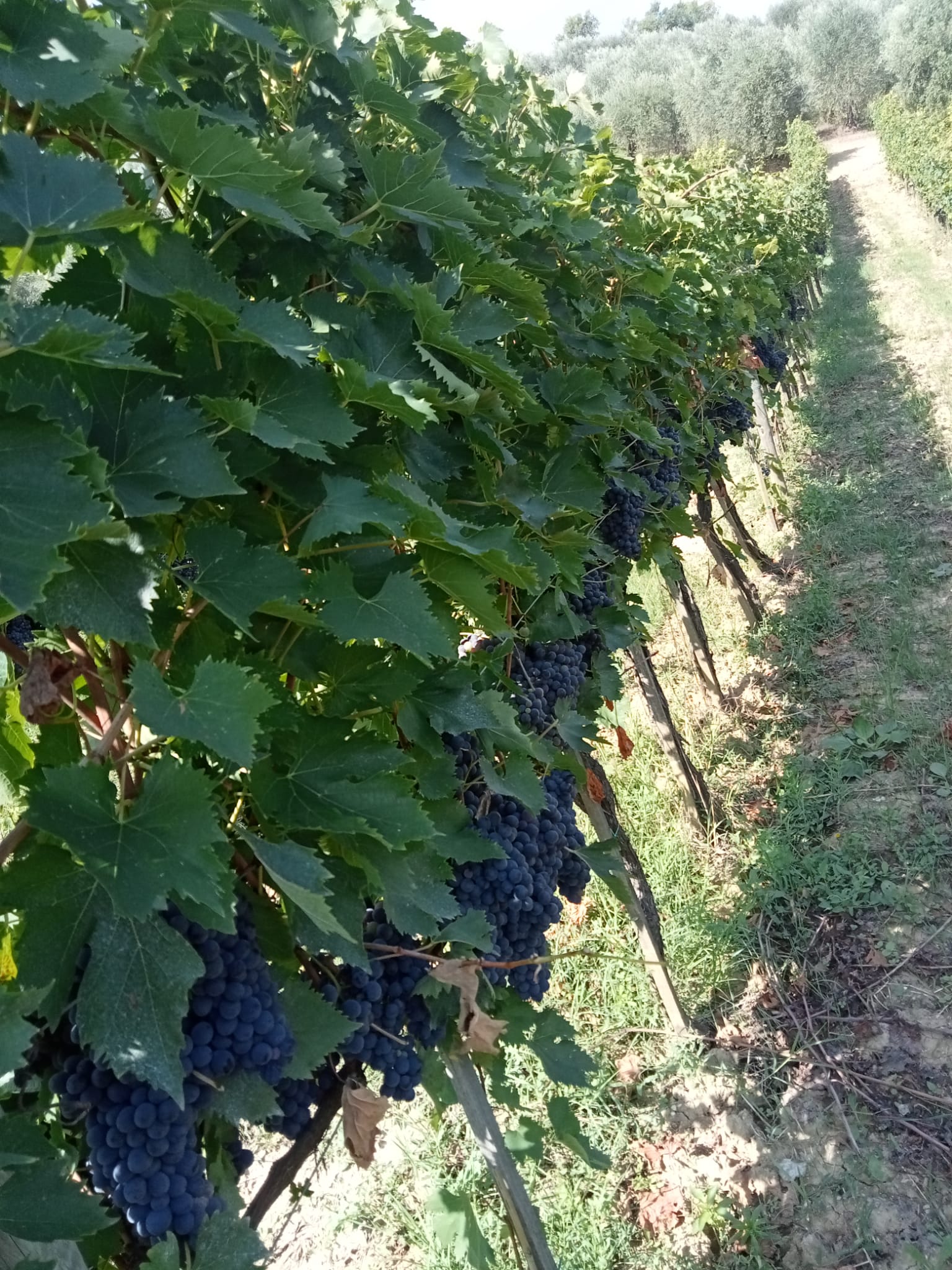 Unicostay | Tour in Vigna